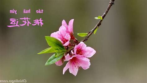 桃花運 英文